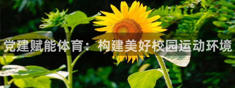 雨燕直播网：党建赋能体育：构建美好校园运动环境